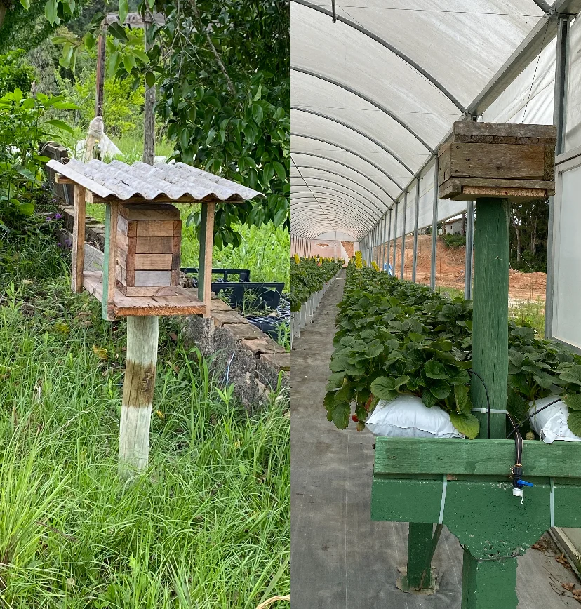 Caixas de abelhas dentro e próximo de estufa de morangos, utilizadas para garantir a polinização adequada e melhorar a qualidade dos frutos