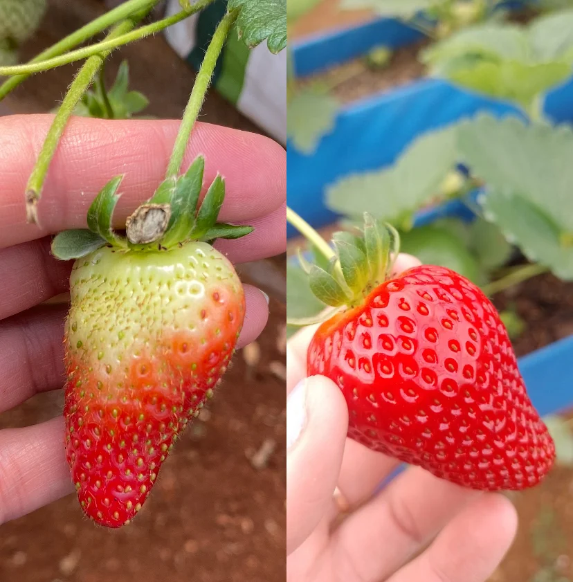 Comparação entre morango deformado devido à polinização deficiente e morango com boa polinização.