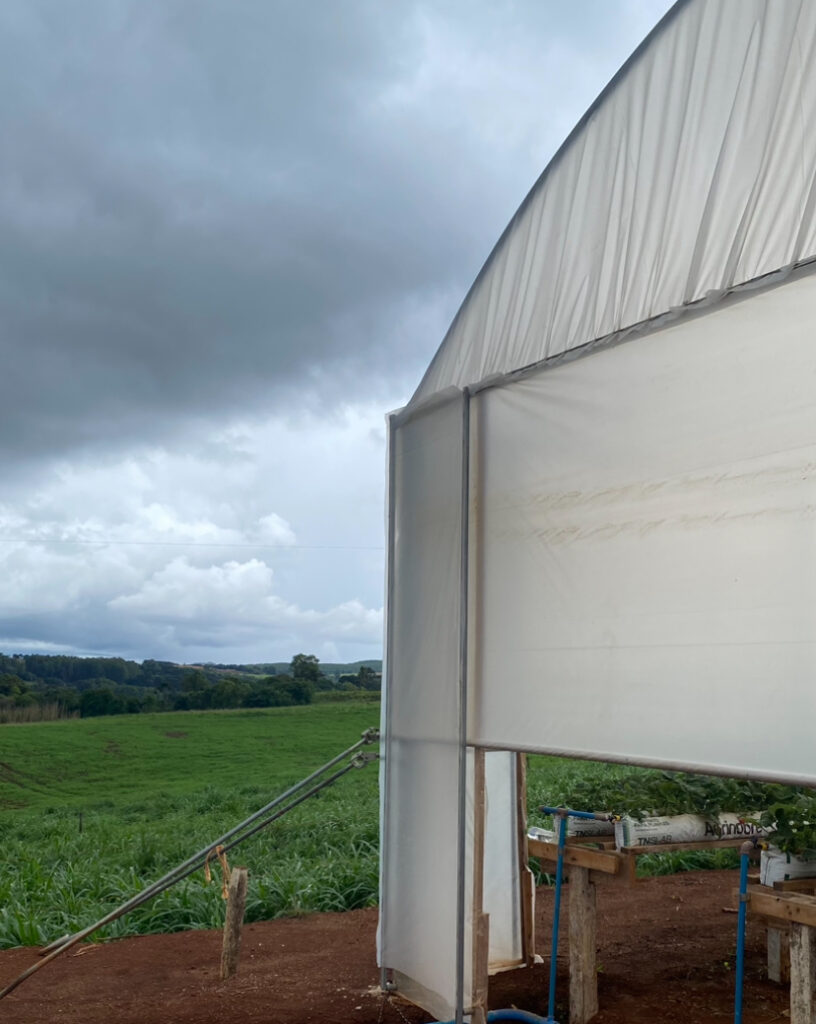 Cultivo de morangos em dia nublado, condição que reduz a atividade das abelhas polinizadoras.