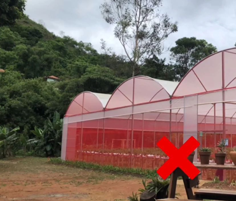 Estufa de morangos com tela de proteção; malhas muito fechadas podem impedir a entrada de abelhas.