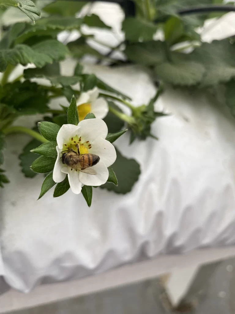 Abelha realizando polinização em flor de morangueiro — processo essencial para a formação e qualidade dos frutos de morango.